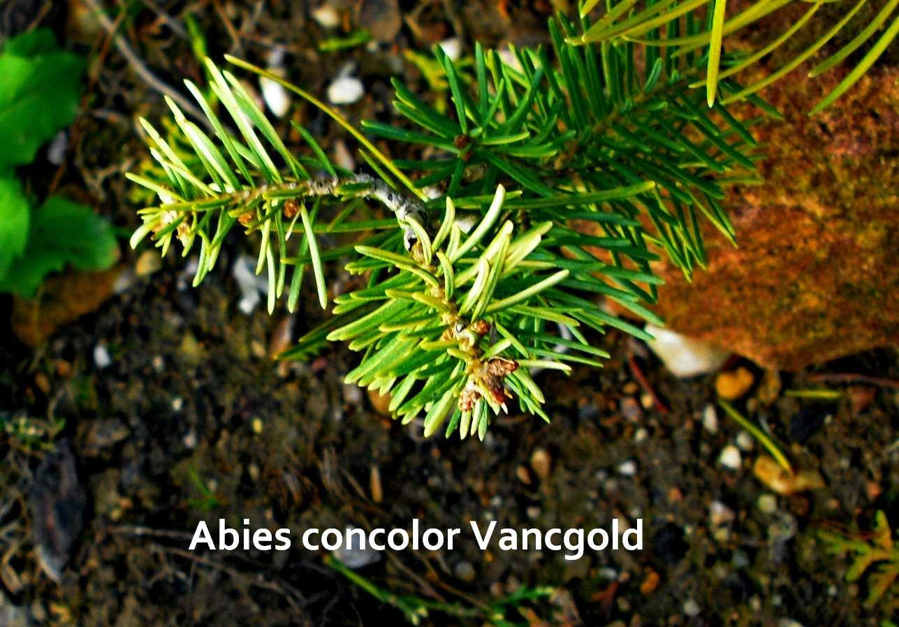 Abies conc. Vancgold (1).jpg